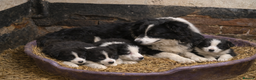 Border Collie dogs for sale: Working Line Border Collie Puppies – Black & White - Advert 2