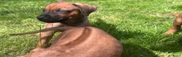 Rhodesian Ridgeback dogs for sale: Rhodesian Ridgeback girls looking for loving homes in Portsmouth - Advert 6