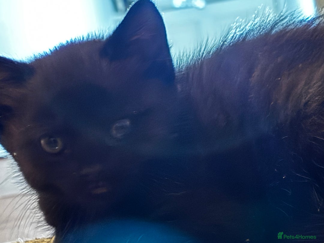 Mixed Breed cats for sale: Beautiful kittens for sale - Advert 7