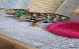 Bengal cats for sale: Pure Bengal kittens ❤️  - Image 13