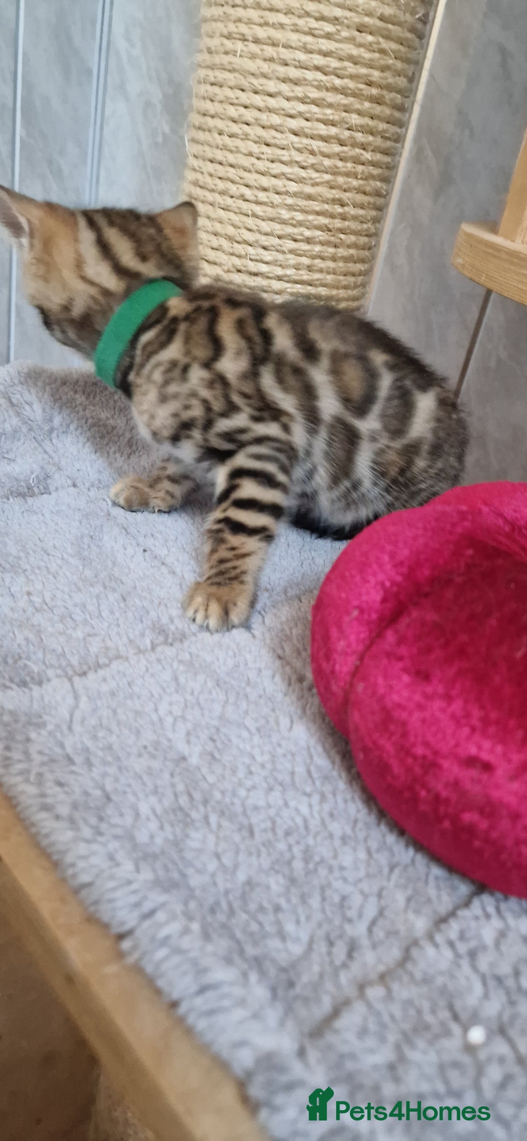 Bengal cats for sale: Pure Bengal kittens ❤️  - Image 13