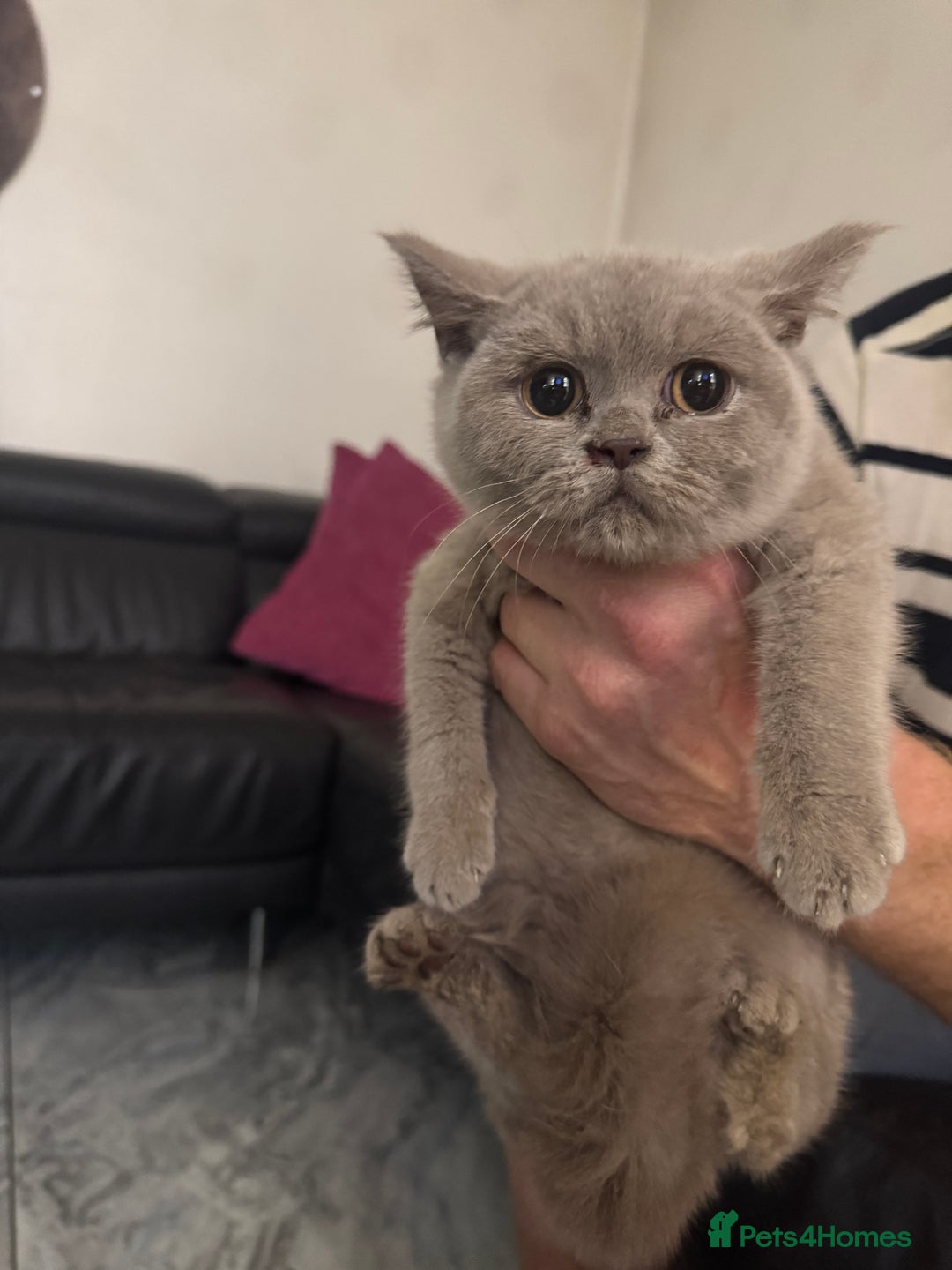 British Shorthair cats for sale: Pedigree Fawn BSH kitten female stunning  - Image 1