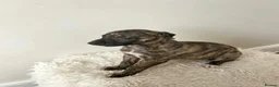 Whippet dogs for sale: Beautiful Whippet Puppies  - Advert 10