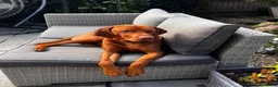 Hungarian Vizsla dogs for stud: KC registered, World Champion blood line stud.  - Advert 4