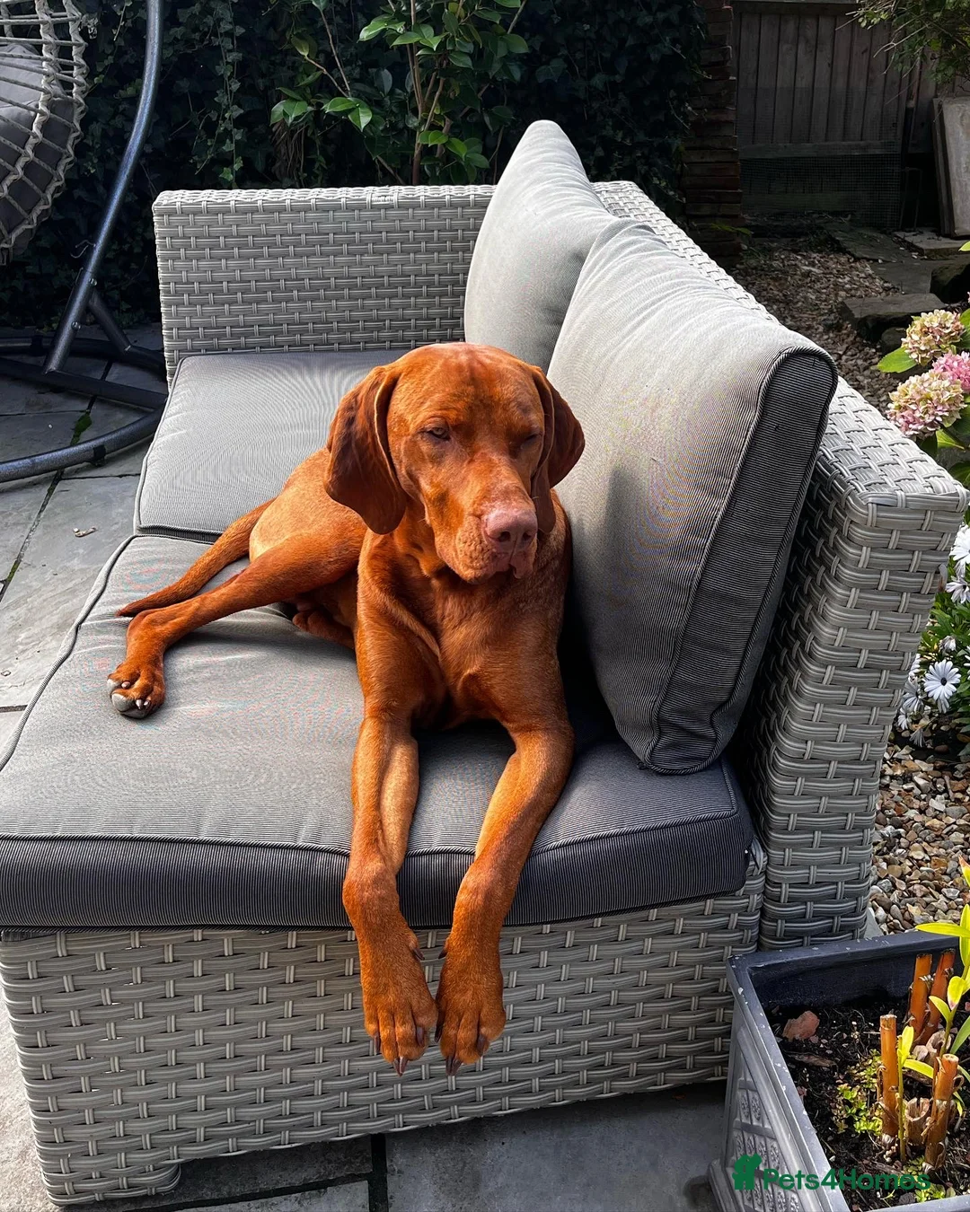 Hungarian Vizsla dogs for stud: KC registered, World Champion blood line stud.  - Advert 4