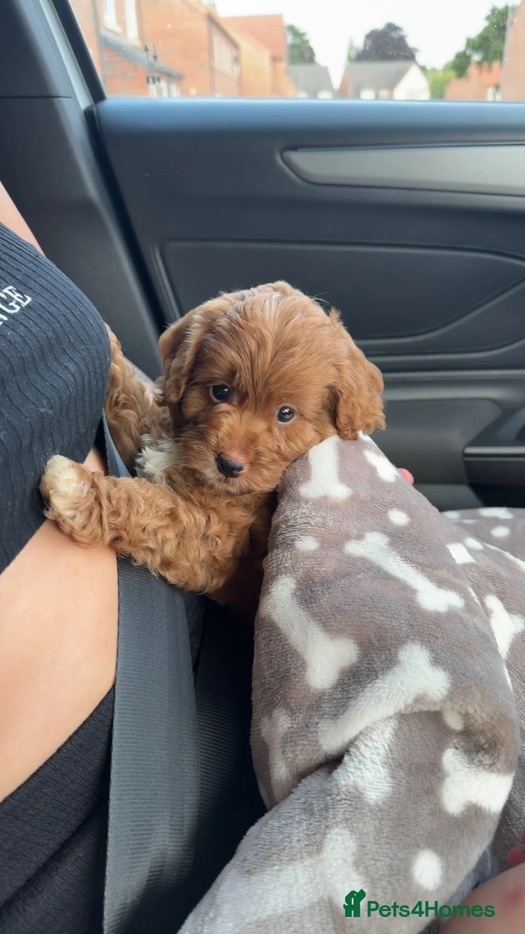 Cockapoo dogs for stud: Miniature 2 year old cockapoo boy ready for stud.  - Advert 6