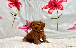 Miniature Poodle dogs for sale: ⭐️F2B Hypoallergenic DNA CLEAR Red Mini Cockapoos in Torquay - Image 3