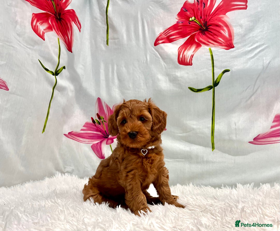 Miniature Poodle dogs for sale: ⭐️F2B Hypoallergenic DNA CLEAR Red Mini Cockapoos in Torquay - Image 3