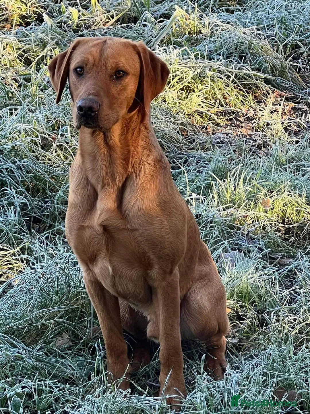 Labrador Retriever dogs for stud: EXTENSIVELY HEALTH TESTED FOX RED LABRADOR AT STUD in Petworth - Advert 8