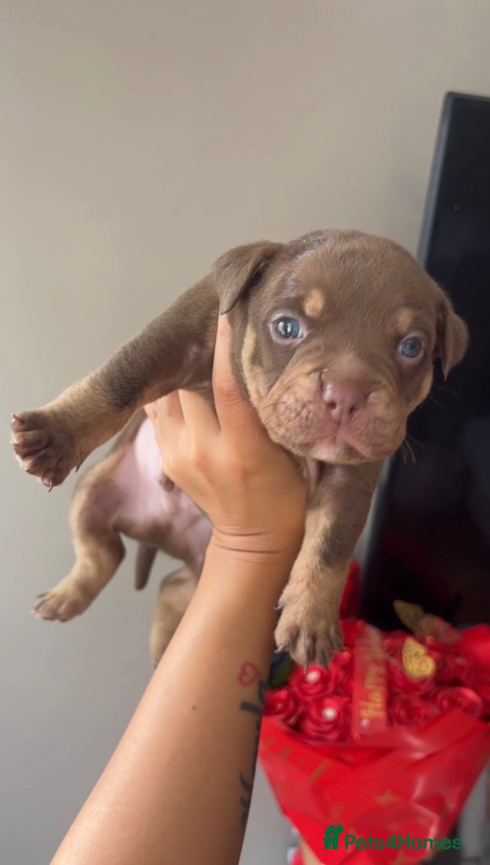 American Bully dogs micro bully  - Advert 22