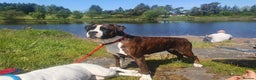 Boxer dogs for sale: KC registered tailed and bobtailed boxer puppies  - Advert 17