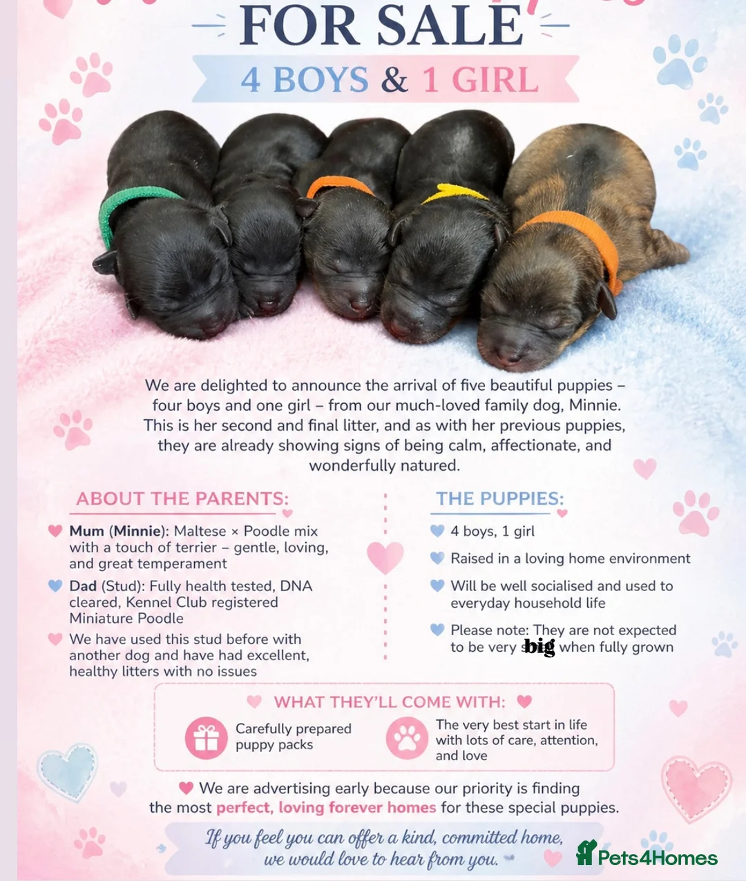 Maltipoo dogs for sale: 5 gorgeous maltipoo puppy’s for sale  - Advert 1