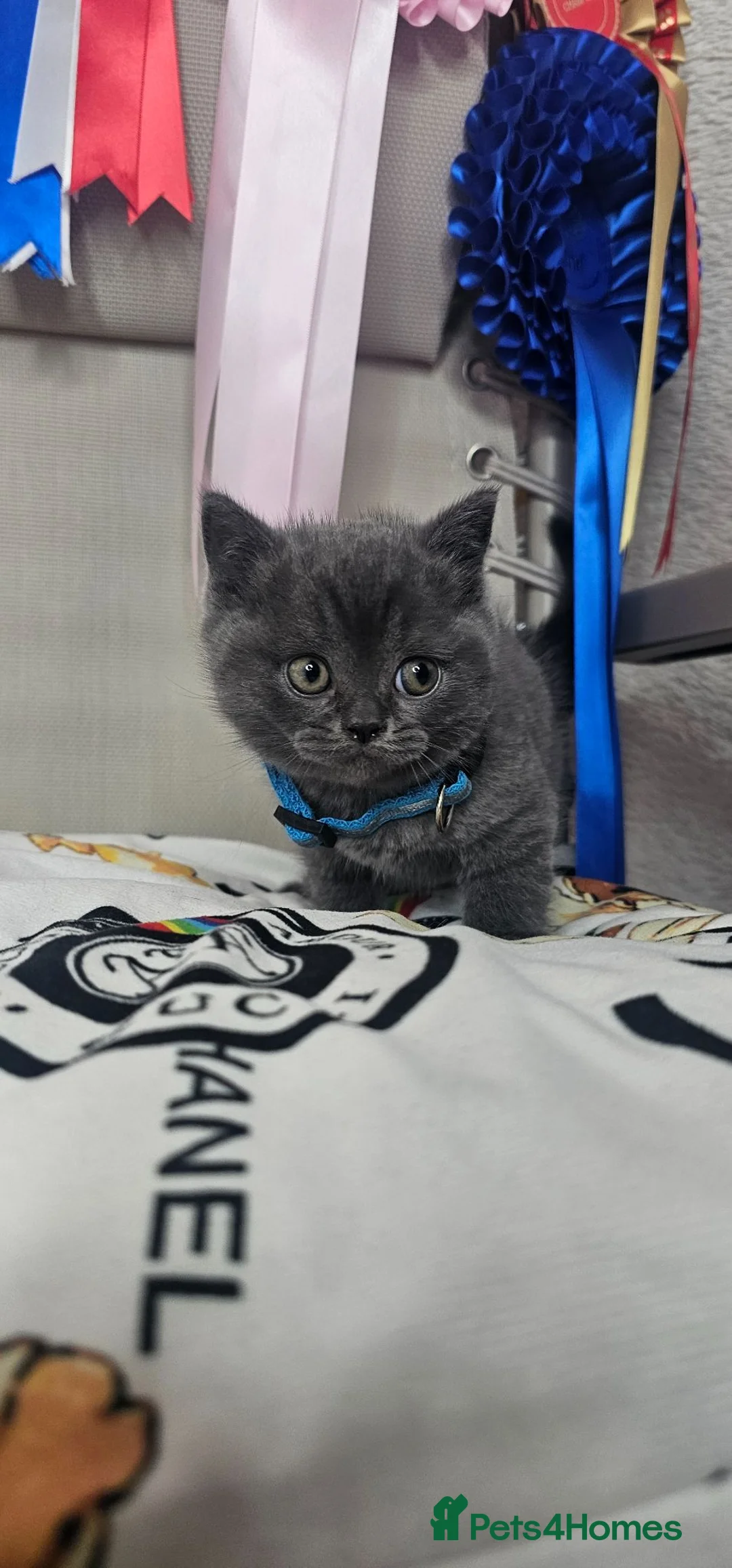 British Shorthair cats for sale: Bsh Chunky Kittens🐱 - Advert 1