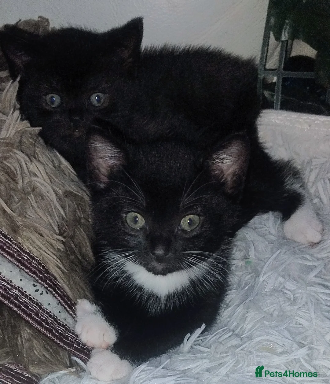 Mixed Breed cats for sale: Miniature kittens ready to go  - Advert 2