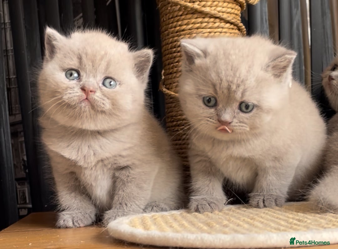 British Shorthair cats for sale:  Absolutely Beautiful BSH Champion Line kittens  - Image 15