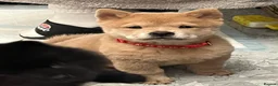 Chow Chow dogs for sale: Beautiful fawn smooth  - Advert 3