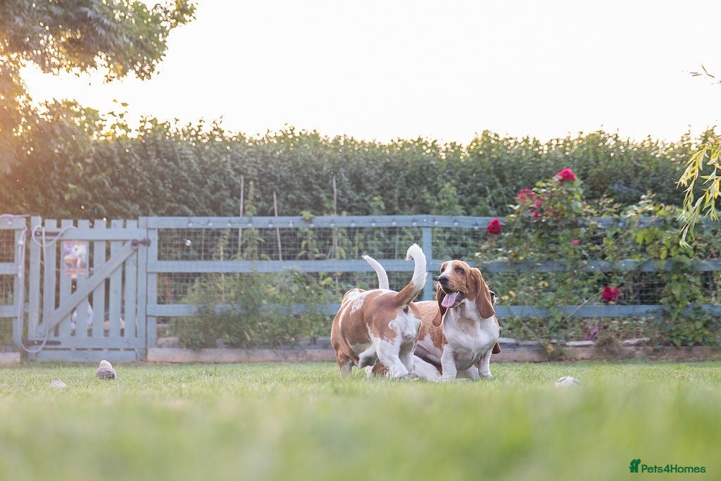 Basset Hound dogs Bonnie, ZZ & Bella – Beautiful Basset Hound Girls  - Advert 8