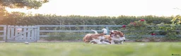 Basset Hound dogs for sale: Bonnie, ZZ & Bella – Beautiful Basset Hound Girls  - Advert 1