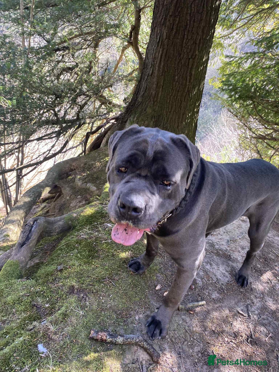 Cane Corso dogs for sale: Cane corso x Boerboel🩷 - Image 10