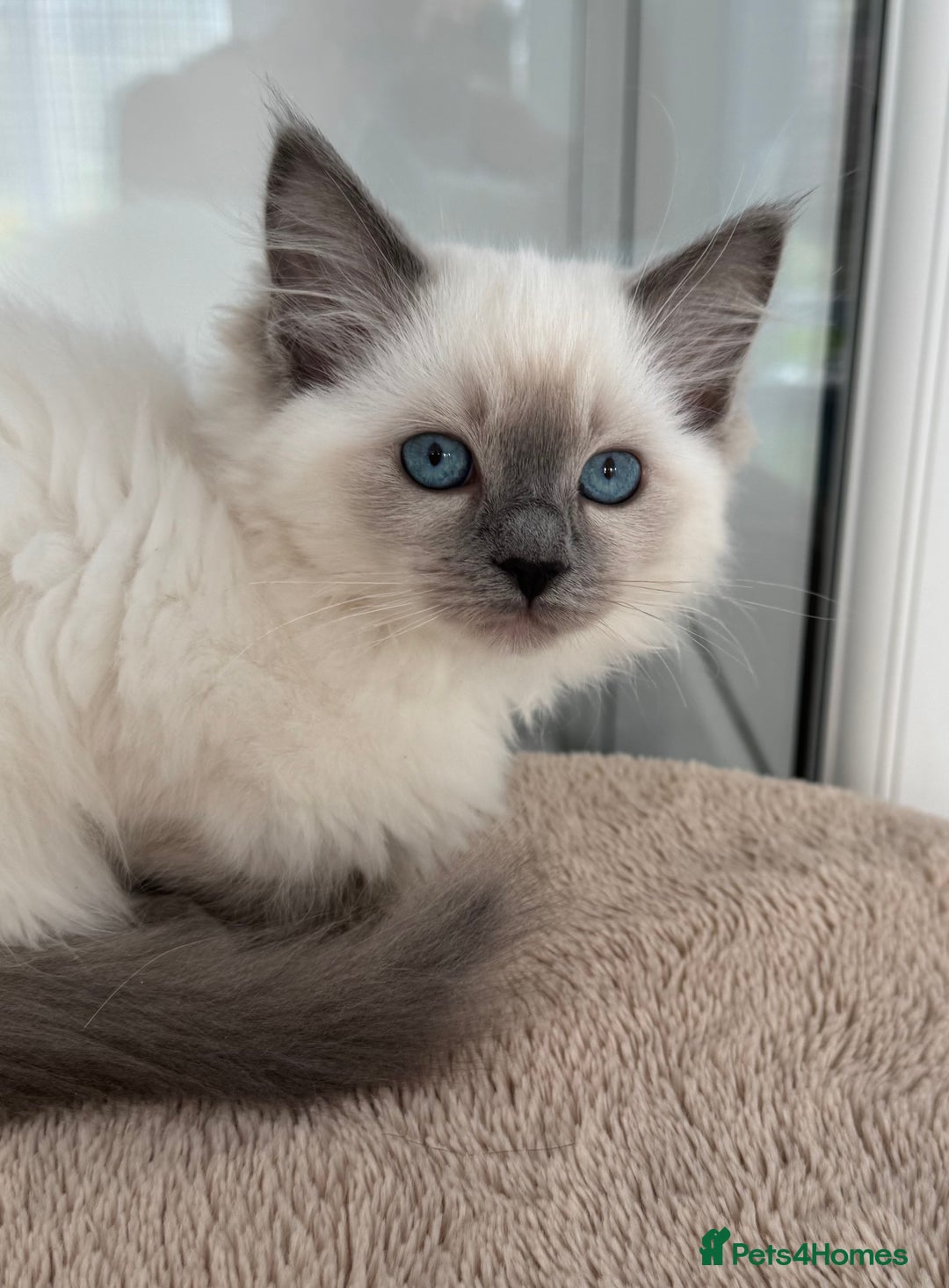 Ragdoll cats for sale: Champion Sired GCCF Registered Ragdoll Kittens - Image 4