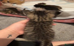 Mixed Breed cats for sale: 9 Mixed Bengal Kittens For Sale - Image 5
