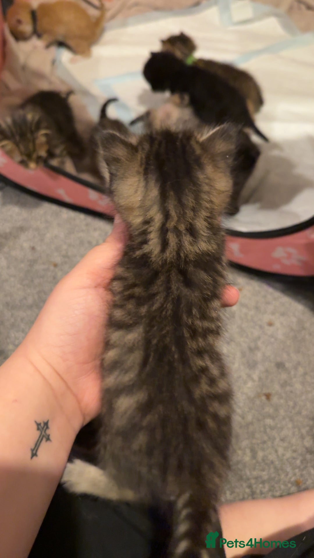 Mixed Breed cats for sale: 9 Mixed Bengal Kittens For Sale - Image 5