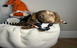 Miniature Dachshund dogs for sale: 🤍🐾 STUNNING DAPPLE BOY READY TO GO 🐾🤍 - Image 6