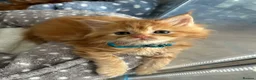 Maine Coon cats for sale: Stunning Red Kittens TICA reg  - Advert 13