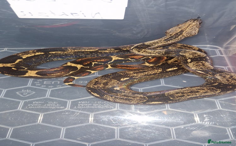 Boa Snake reptiles - Advert 1