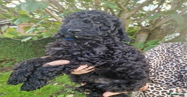 Cockapoo dogs - Advert 2