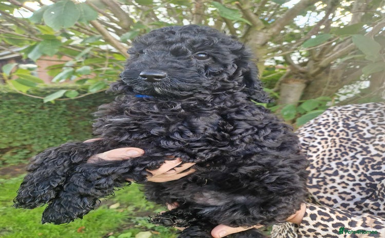Cockapoo dogs - Advert 4