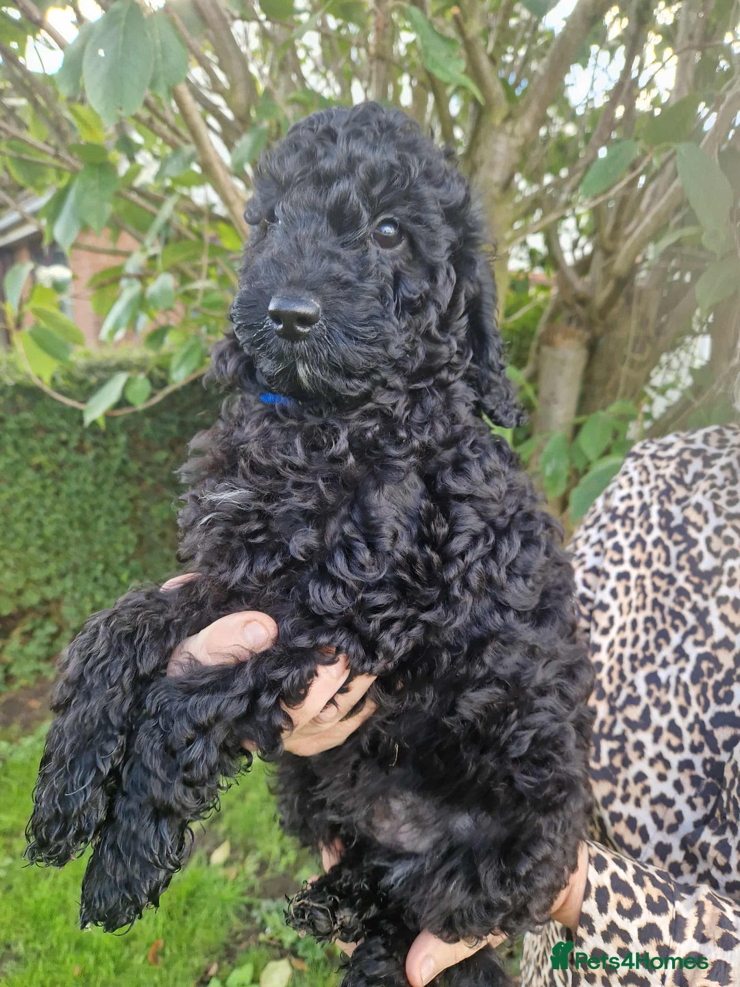 Cockapoo dogs for sale: STUNNING FULLY DNA HEALTH TESTED F1B COCKAPOOS - Image 2