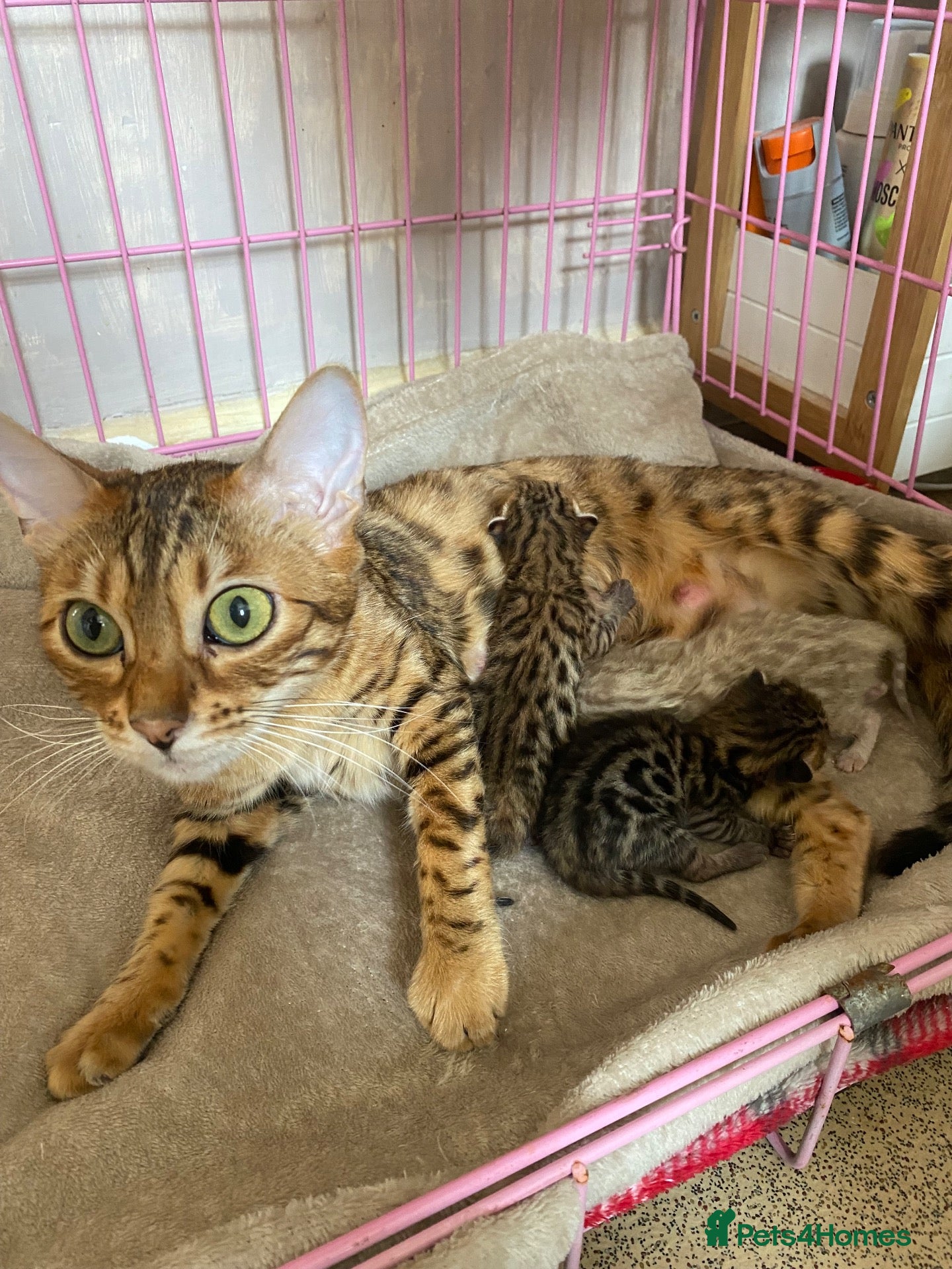 Bengal cats 3 little Bengal kittens looking for a forever home - Advert 1