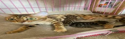 Bengal cats for sale: 3 little Bengal kittens looking for a forever home - Advert 1