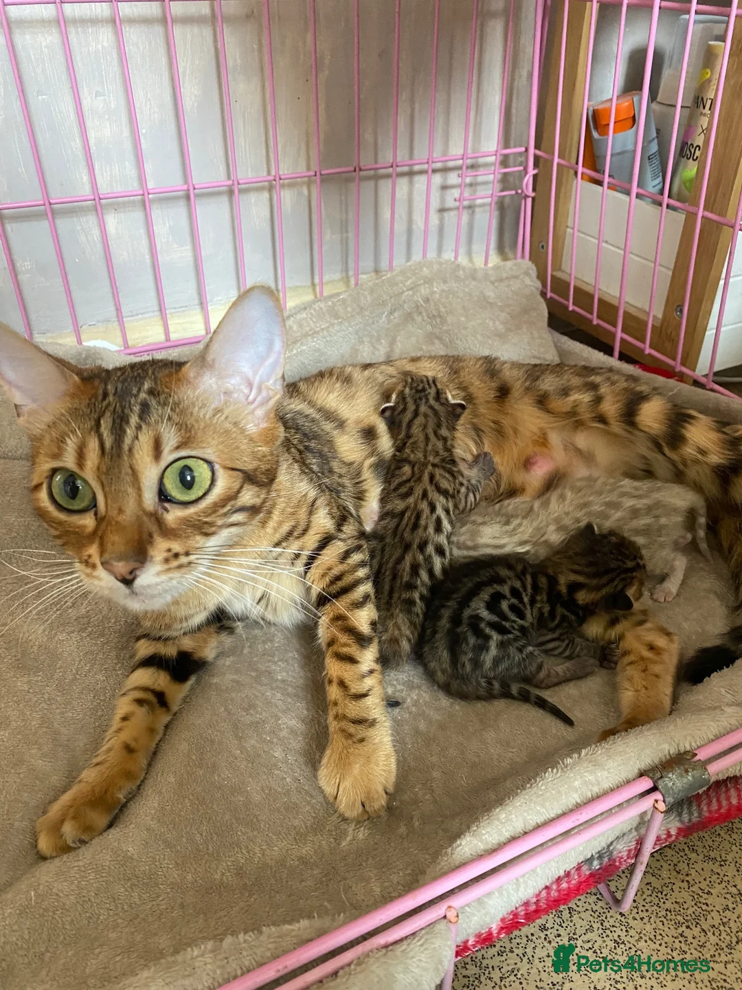 Bengal cats for sale: 3 little Bengal kittens looking for a forever home - Advert 1