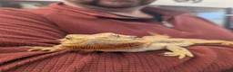 Bearded Dragon reptiles for sale: Bearded dragon. Very friendly. Stunning beardie! - Advert 4