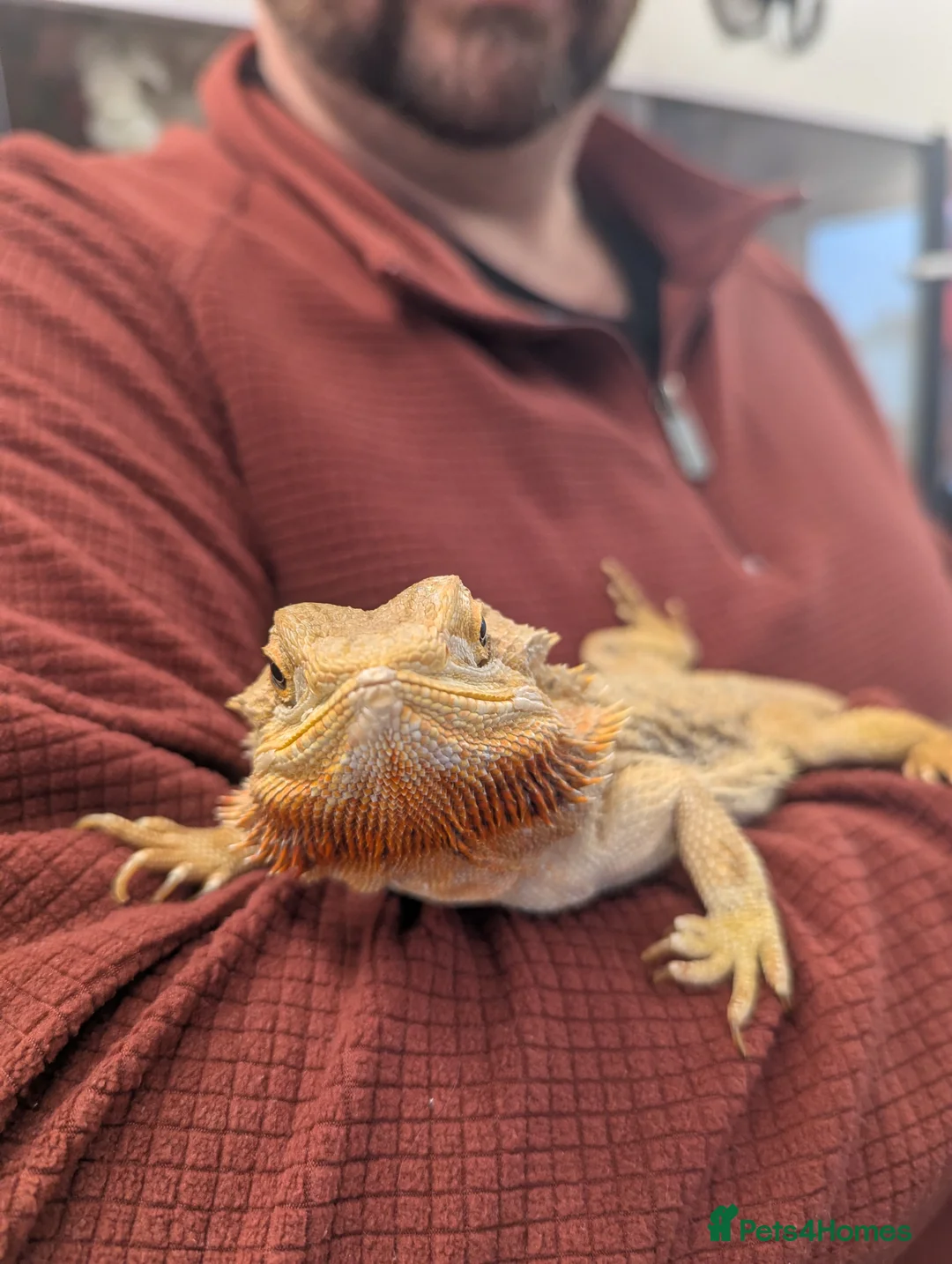 Bearded Dragon reptiles for sale: Bearded dragon. Very friendly. Stunning beardie! - Advert 4