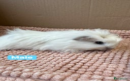Guinea Pig rodents for sale: Young Guinea pigs  - Advert 6