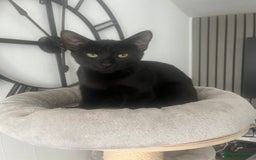 Siamese cats for sale: Siamese cross breeds  - Image 2