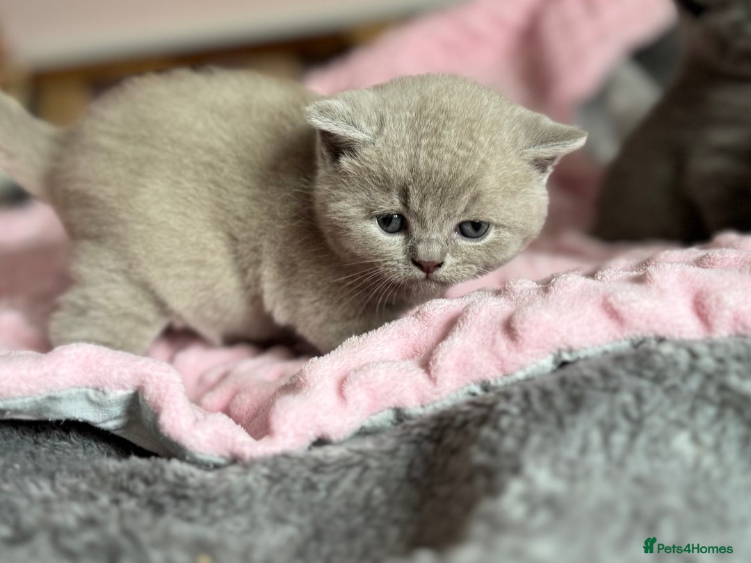 British Shorthair cats for sale: 🇬🇧BSH LILAC & BLUE BOYS 👀4🏠 🥰 GCCF REG  - Image 8