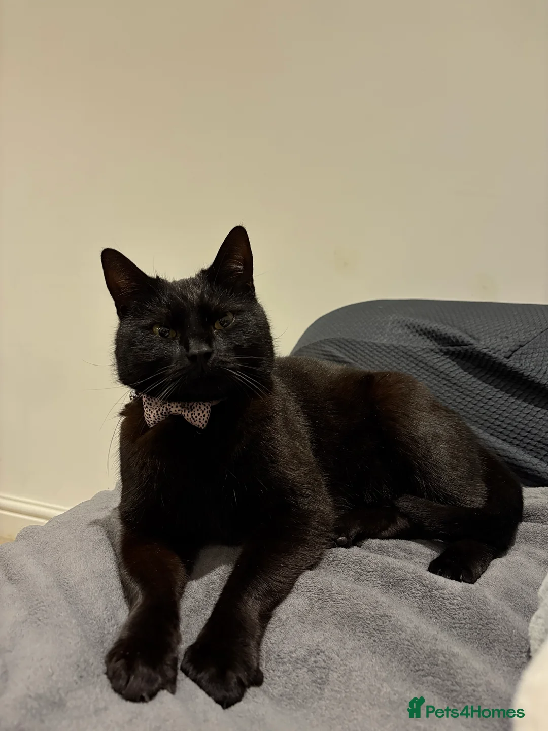 Bombay cats for sale: 5year old pheobe - Advert 2