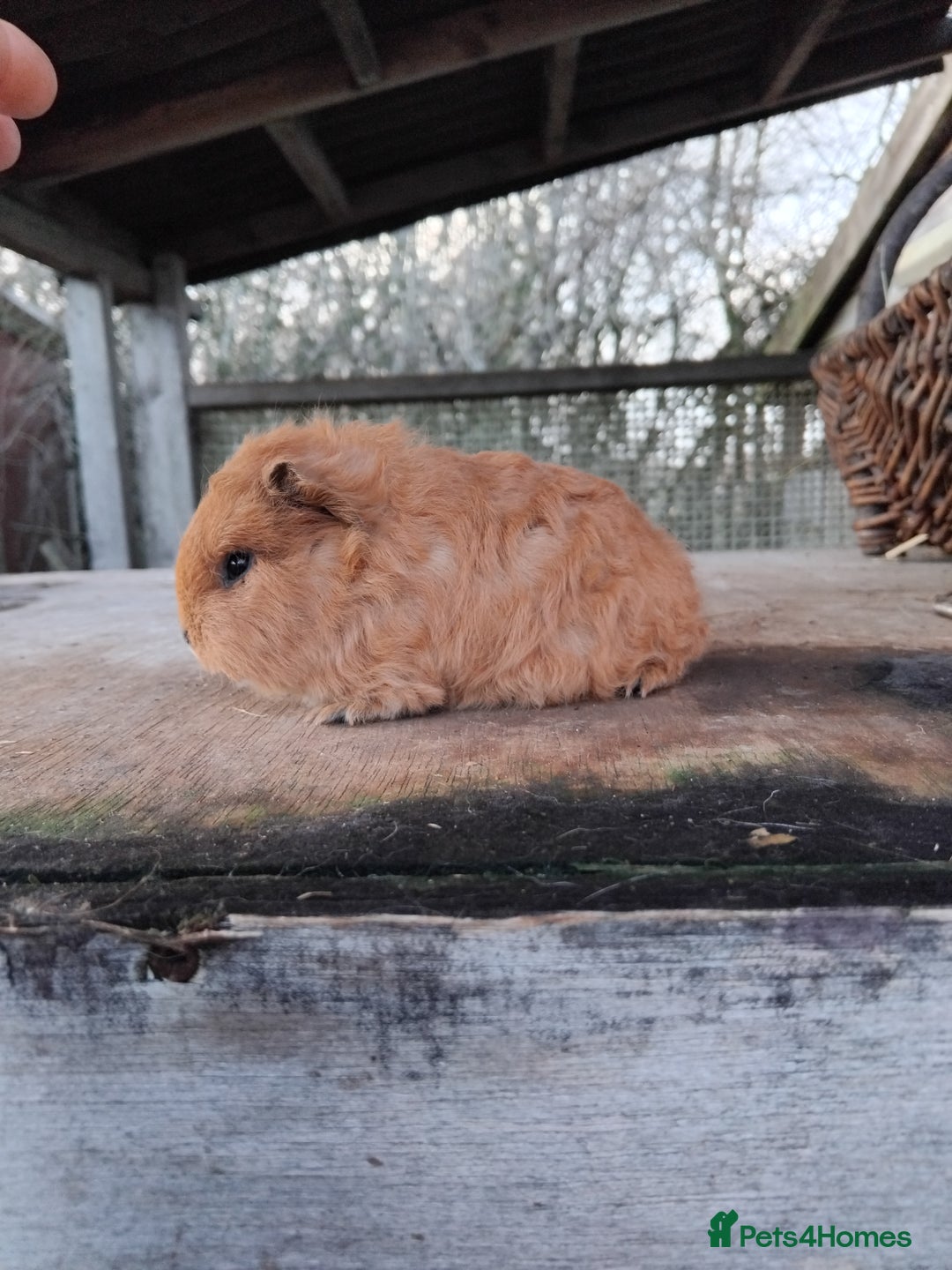 Guinea Pig rodents for sale: Swiss, Dalmation, Self Chocolate Boys and Girls - Advert 4