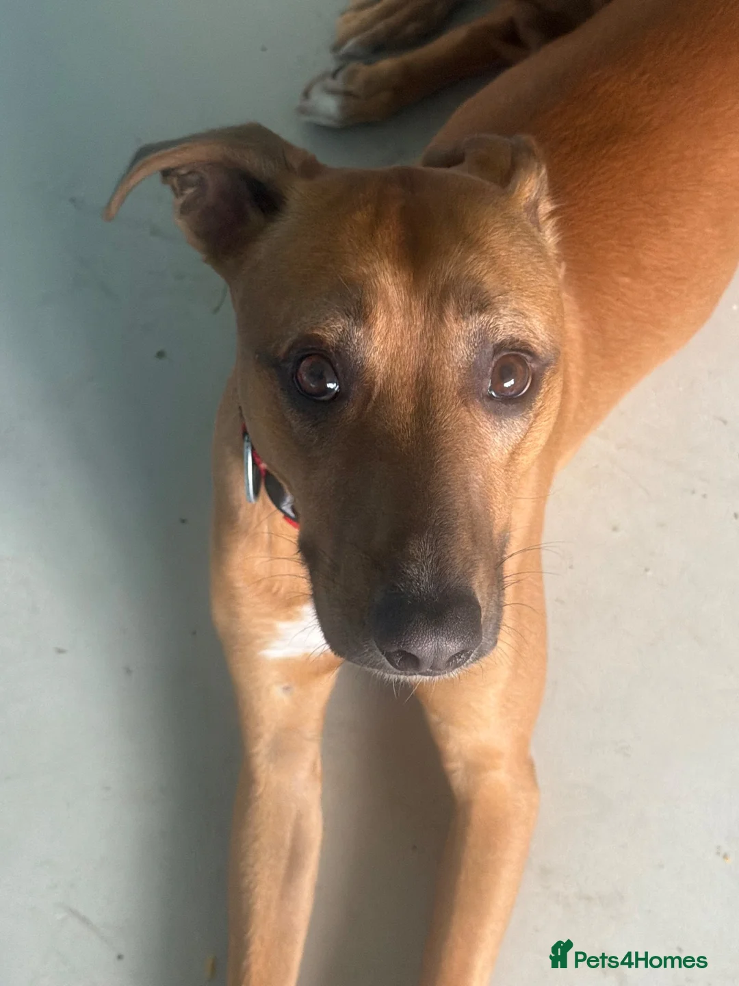 Mixed Breed dogs for sale: Lurcher x staffy - Advert 2