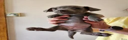Jack Russell dogs for sale: Blue and sandy Jack Russell puppies - Advert 5