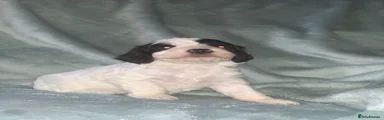 Cockapoo Puppy 6