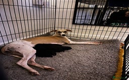 Mixed Breed dogs for sale: F1 whippet x bedlington  - Image 4