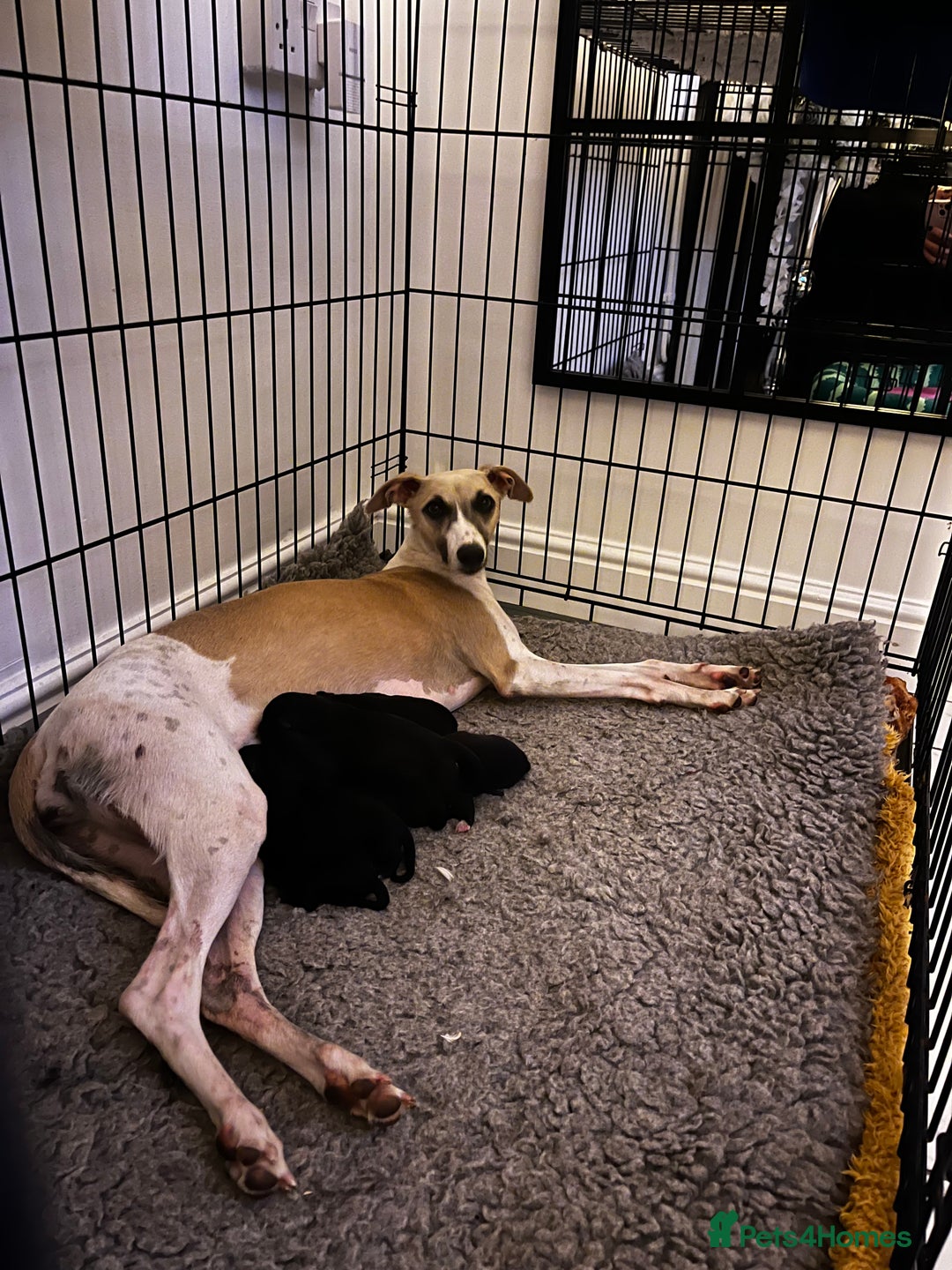 Mixed Breed dogs for sale: F1 whippet x bedlington  - Image 4