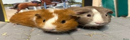 Guinea Pig rodents for sale: Baby guineas, boys and girls available  - Advert 1