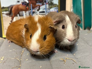 Guinea Pig rodents Baby guineas, boys and girls available - Advert 17