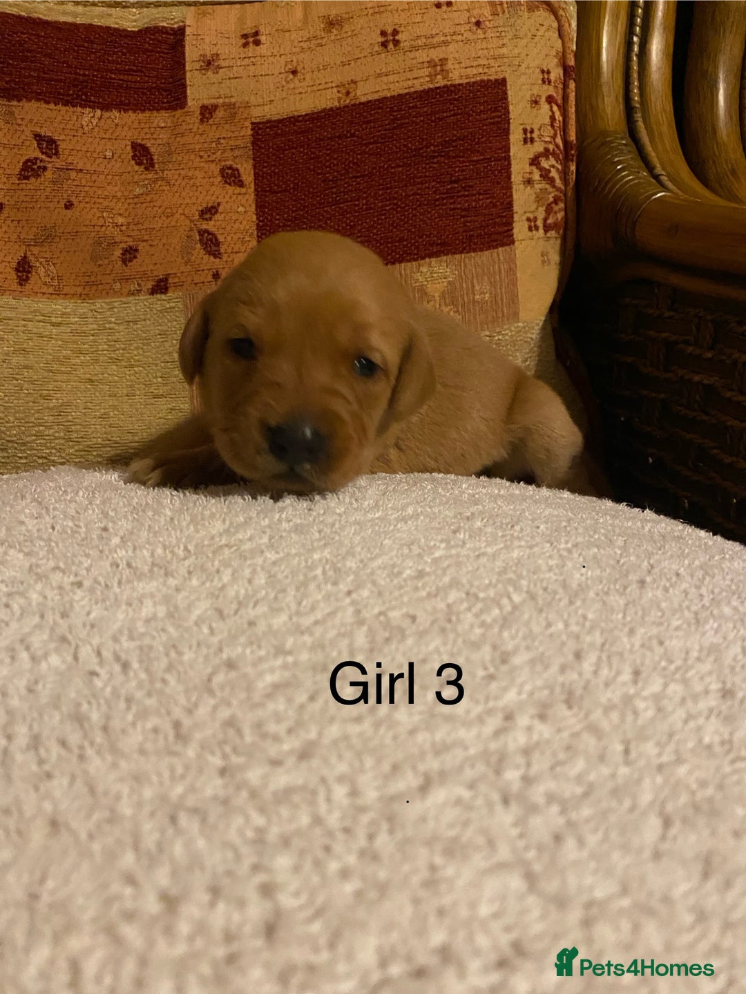 Labrador Retriever dogs for sale: KC Registered Fox Red Labrador Puppies  - Advert 10